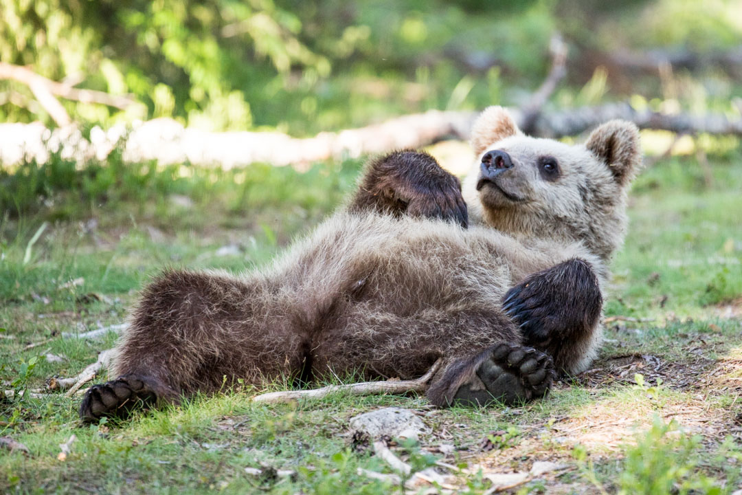 karhu valokuvattuna Martinselkosen piilokojusta