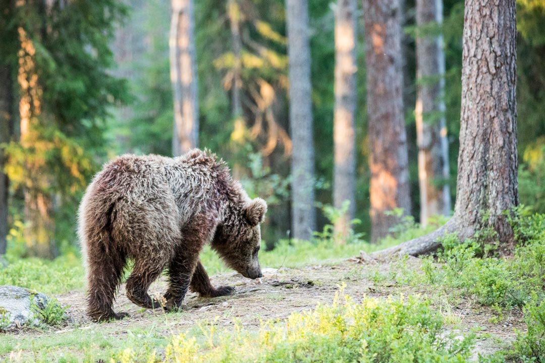 karhu valokuvattuna Martinselkosen piilokojusta
