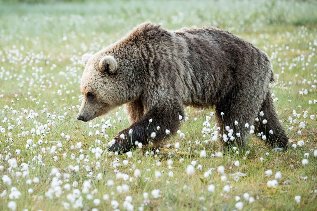 karhu suolla kuvattuna Martinselkosen piilokojusta