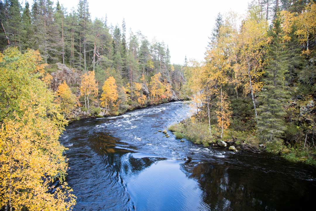 Niskakoski syksyllä ruska-aikaan Pienellä Karhunkierroksella Oulangan kansallispuistossa