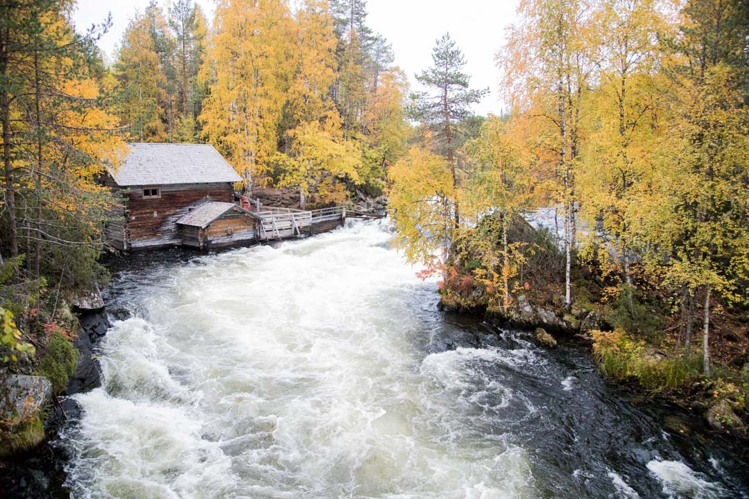 Myllykoski syksyllä ruska-aikaan Pienellä Karhunkierroksella Oulangan kansallispuistossa