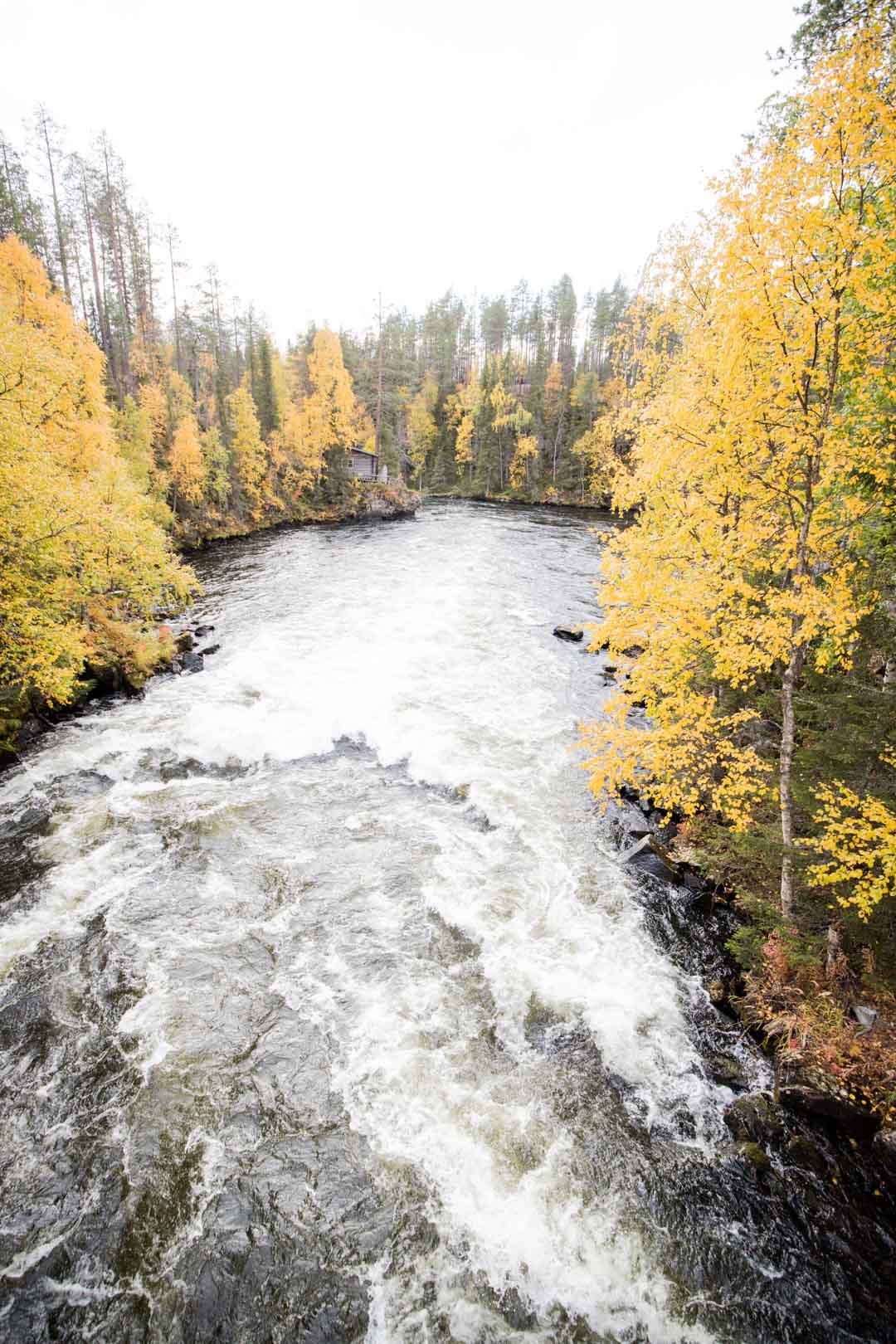 Myllykoski syksyllä ruska-aikaan Pienellä Karhunkierroksella Oulangan kansallispuistossa