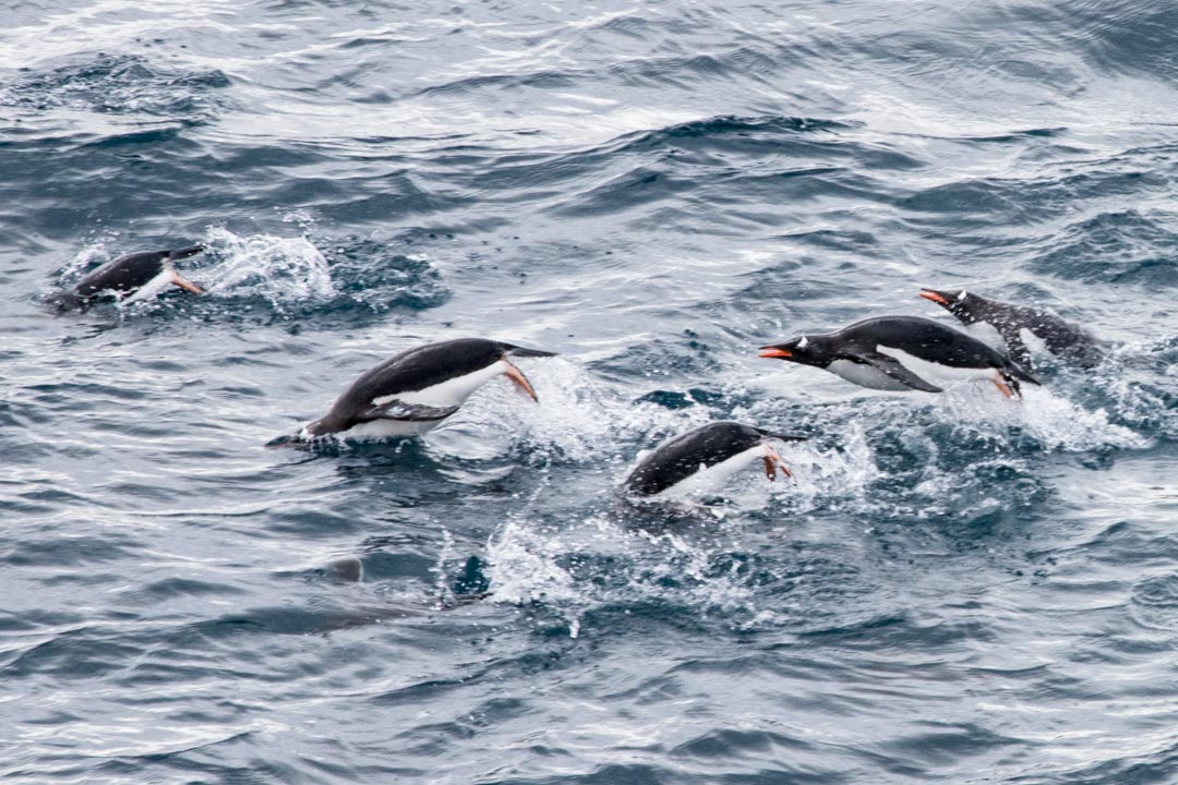 pingviinejä uimassa Etelämantereella