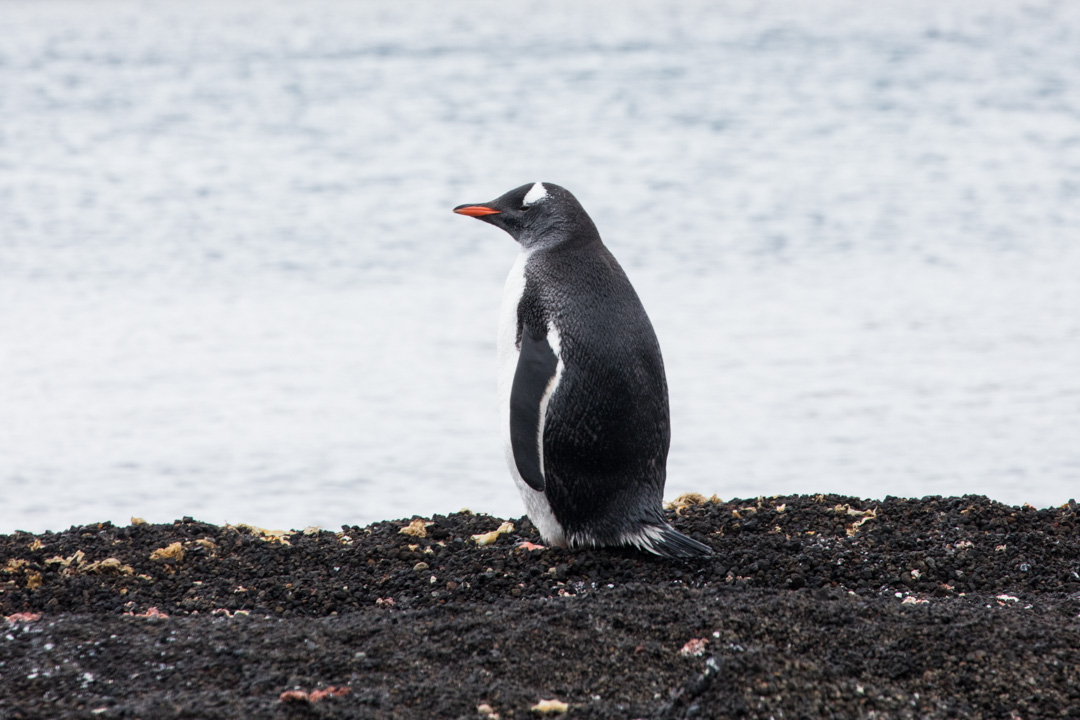 pingviini Etelämantereella