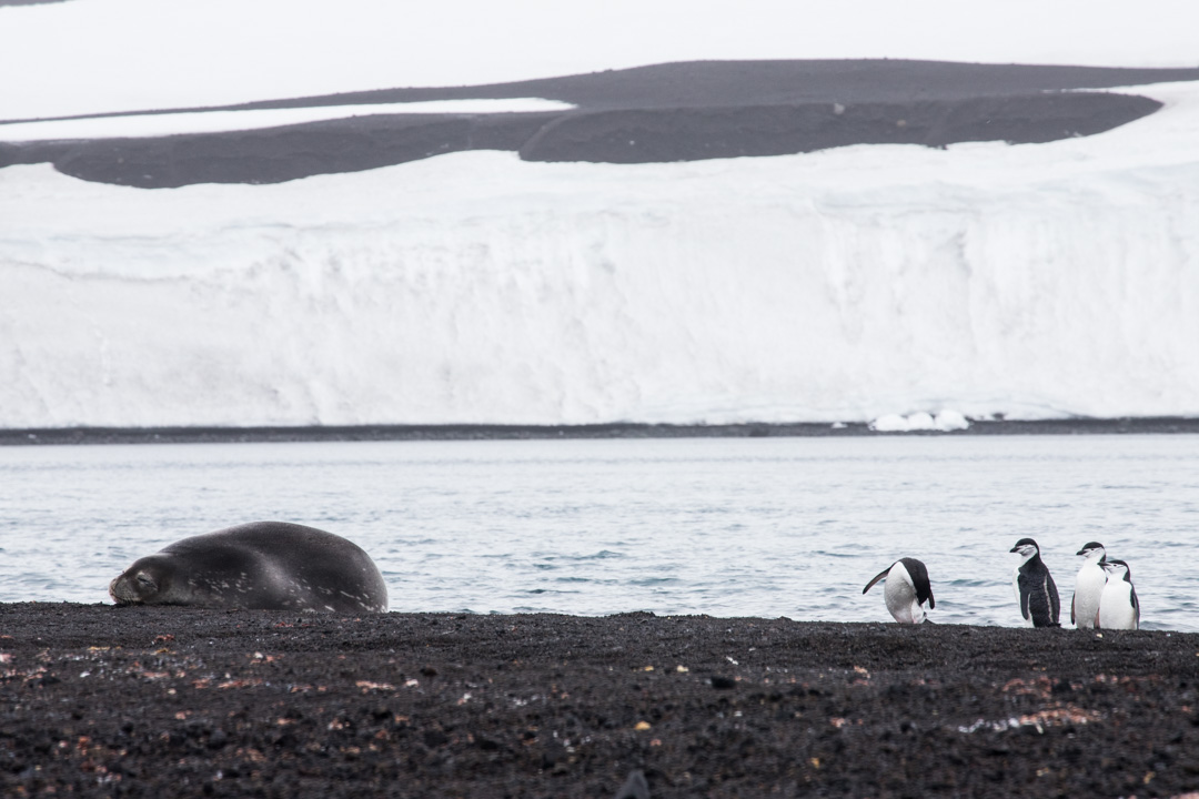 weddelinhylje ja pingviinejä Etelämantereella Deception-saarella