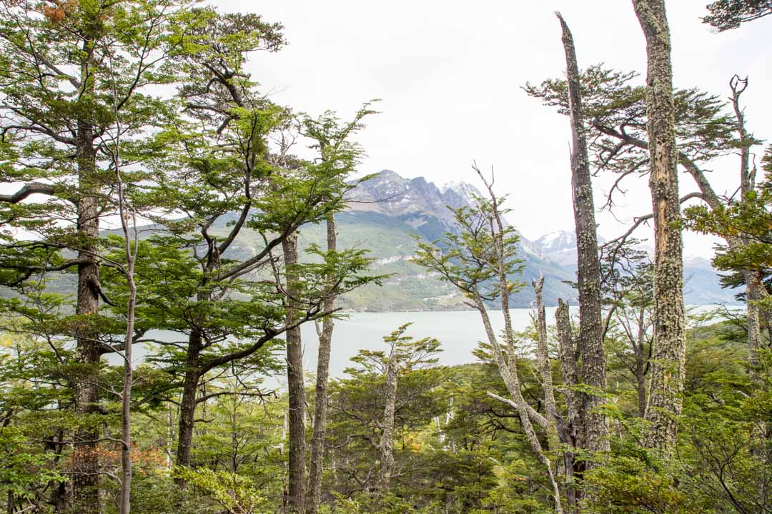 Tierra del Fuegon kansallispuisto Ushuaiassa Argentiinassa
