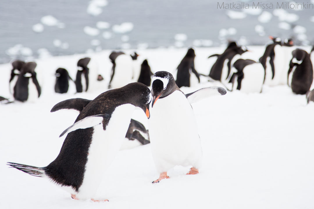 pinviinejä Etelämantereella Danco-saarella