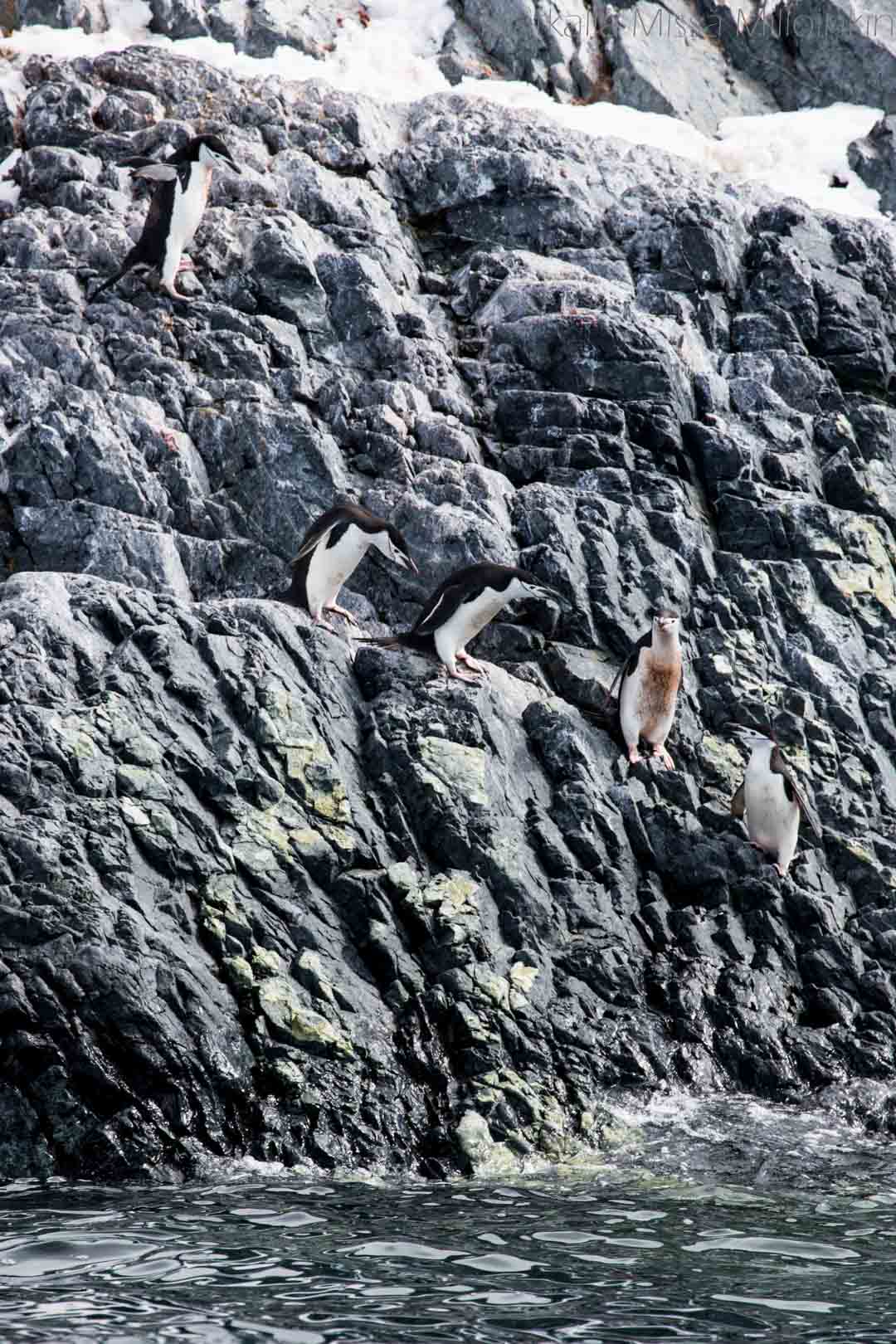 myssypingviinejä Orne Harbourissa Etelämantereella