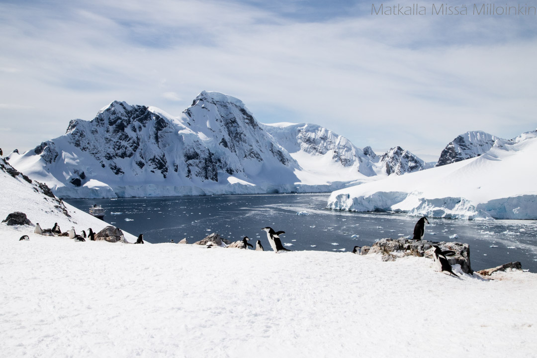 myssypingviinejä Orne Harbourissa Etelämantereella