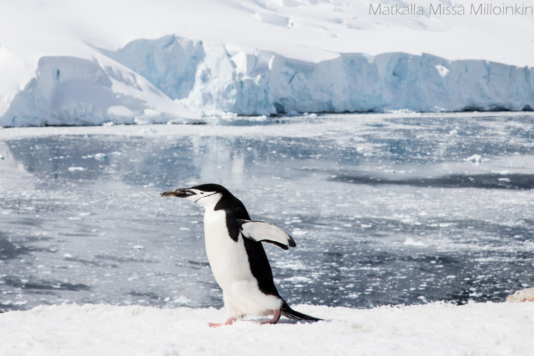 myssypingviini Orne Harbourissa Etelämantereella