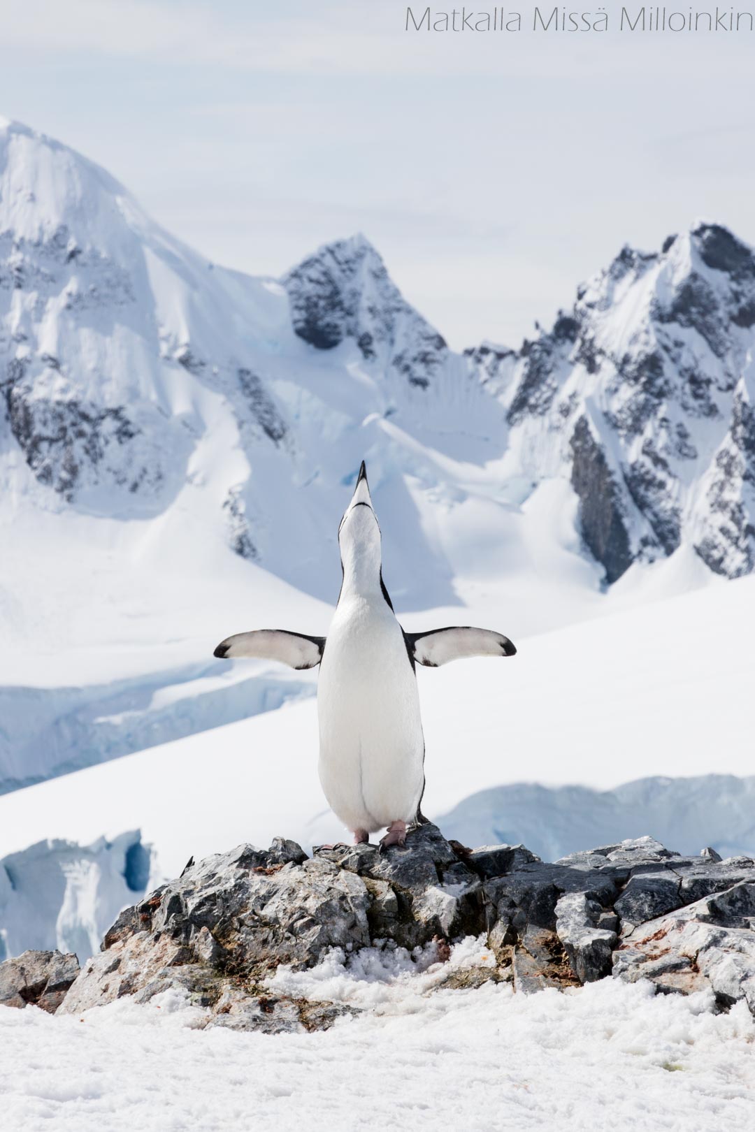 myssypingviini Orne Harbourissa Etelämantereella