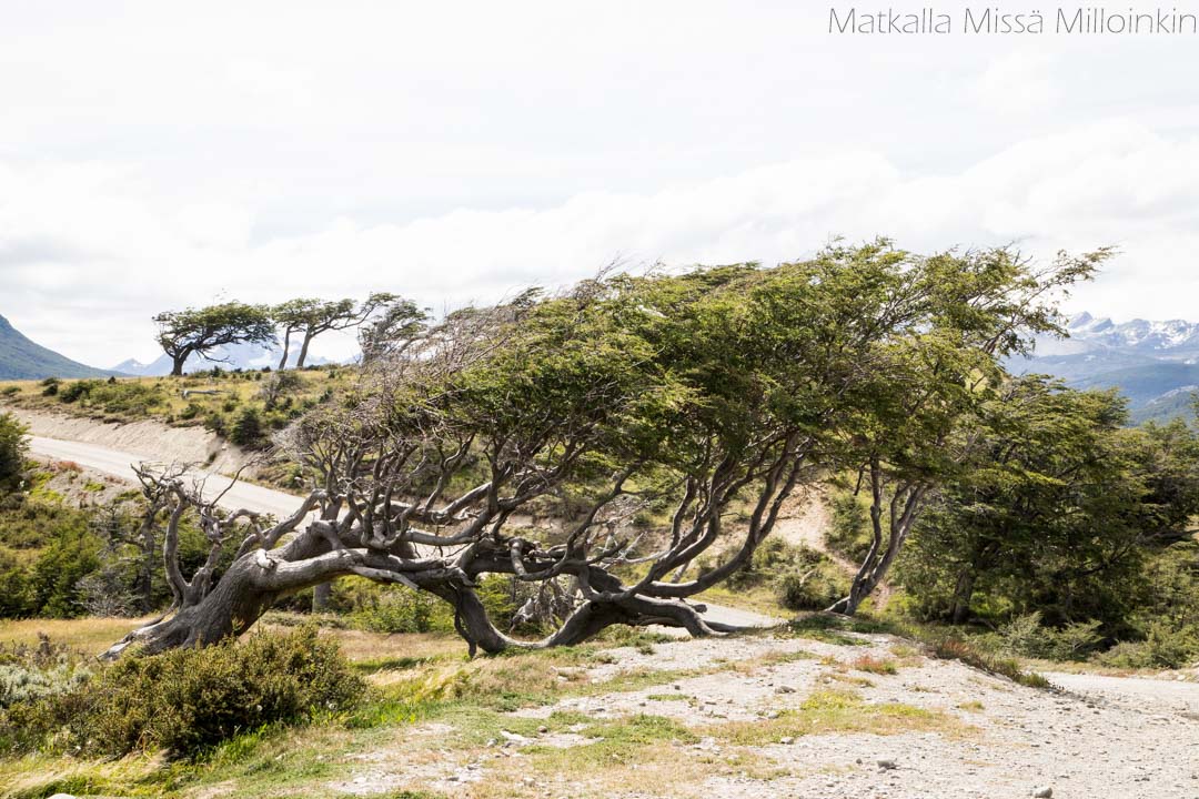 tuulen taivuttamia puita Ushuaiassa retkellä Martillo-saareen