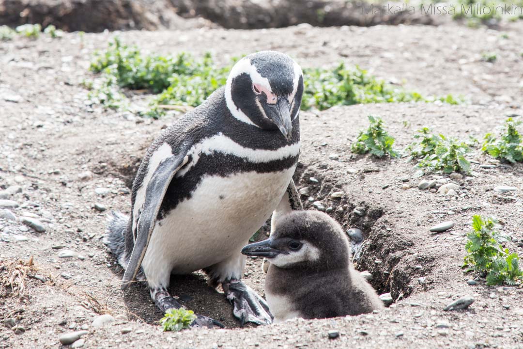pingviinejä Martilla-saarella Ushuaiassa Argentiinassa