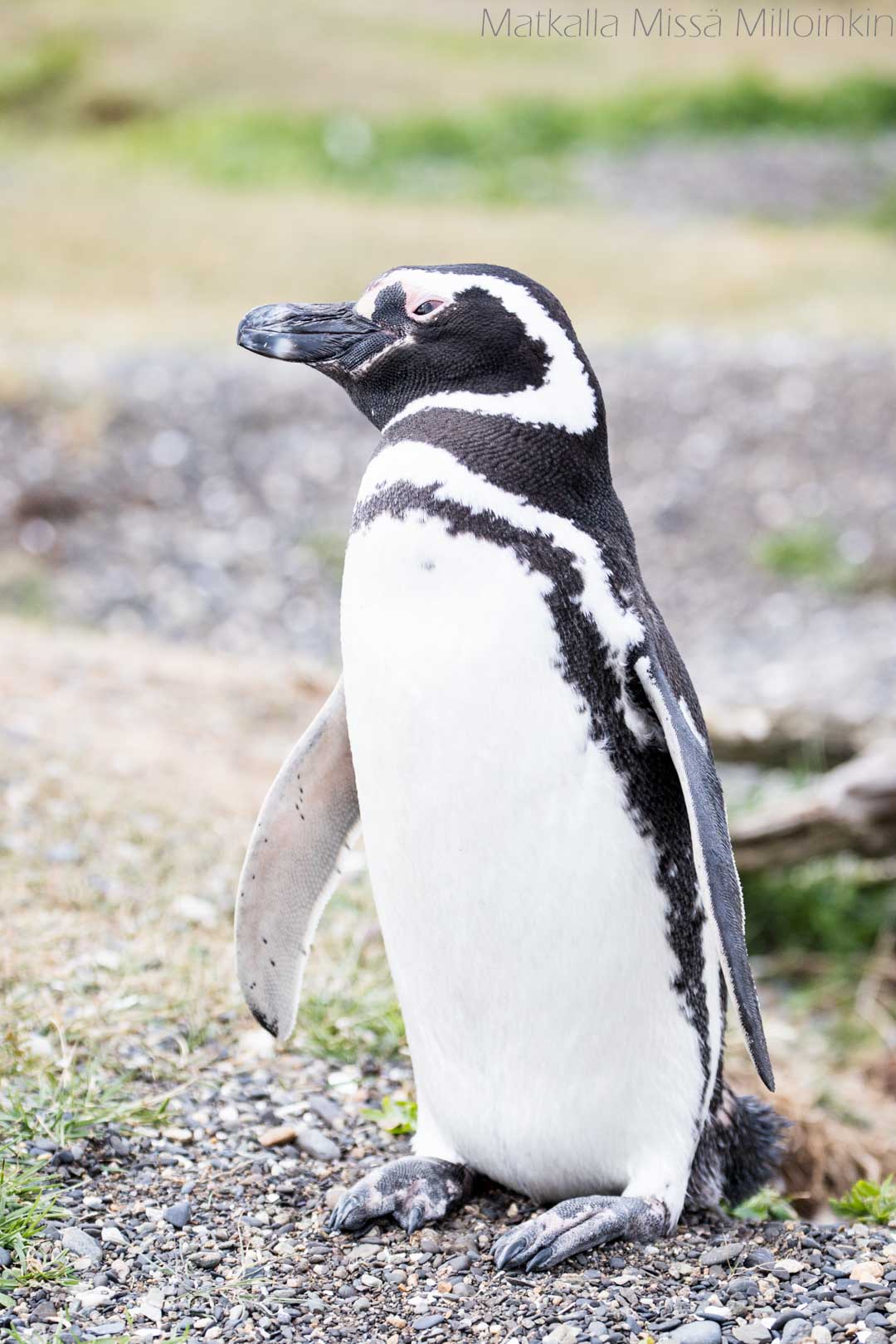 pingviini Martillo-saarella Ushuaiassa Argentiinassa
