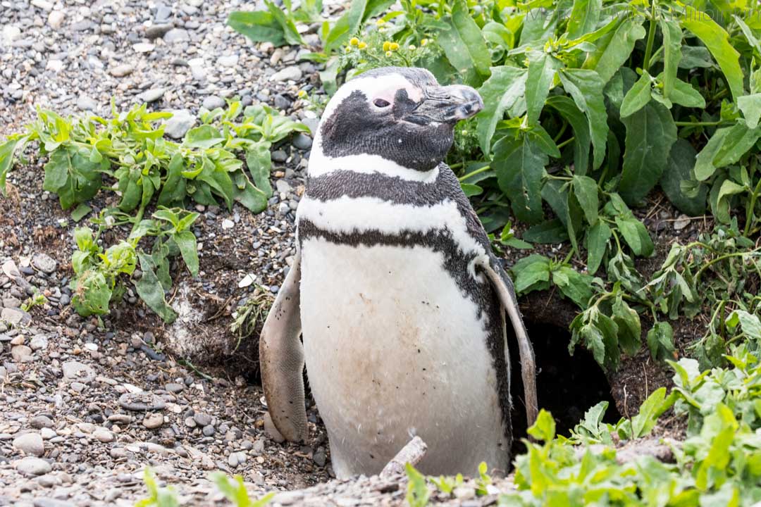 pingviini Martillo-saarella Ushuaiassa Argentiinassa