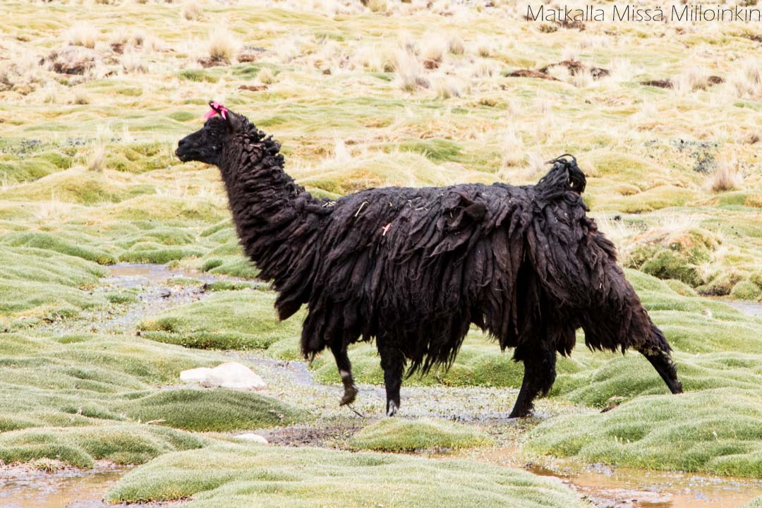 Salar de Uyuni Bolivia-16 ahma kuvattuna Erä-Eeron piilokojusta Lieksassa