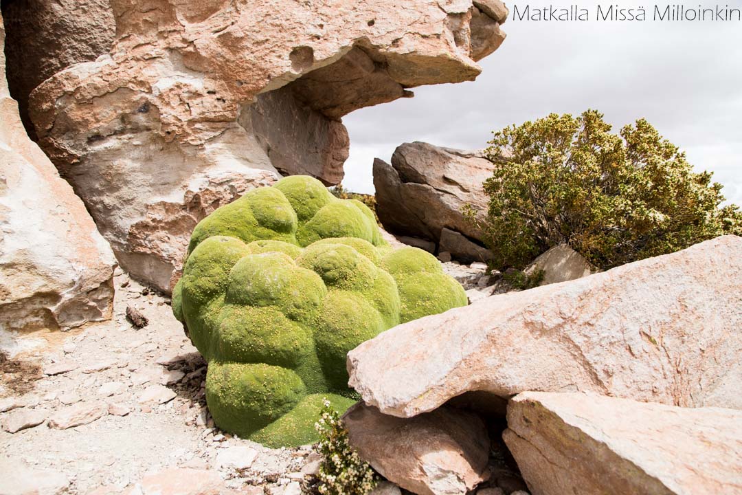 Azorella compacta Salar de Uyuni Bolivia