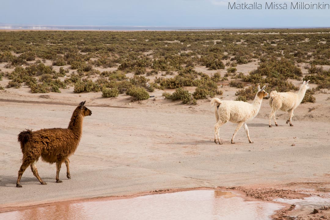 Salar de Uyuni Bolivia-38 ahma kuvattuna Erä-Eeron piilokojusta Lieksassa