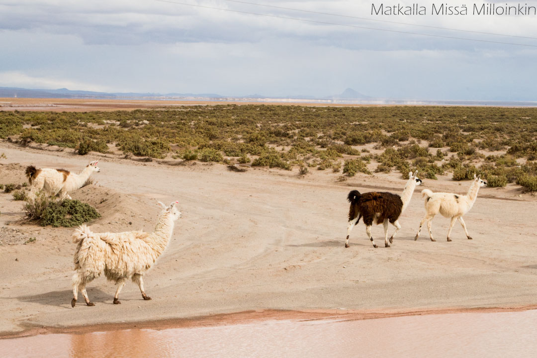 Salar de Uyuni Bolivia-39 haapana kuvattuna Erä-Eeron piilokojusta Lieksassa
