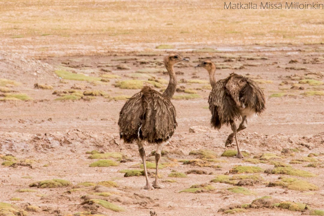 suuri lentokyvytön lintu nandu, Salar de Uyuni Bolivia