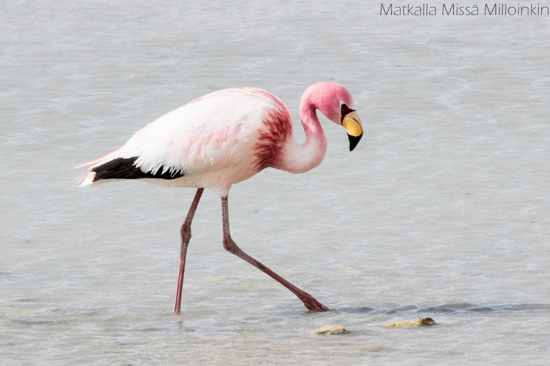 flamingo Salar de Uyunissa Boliviassa