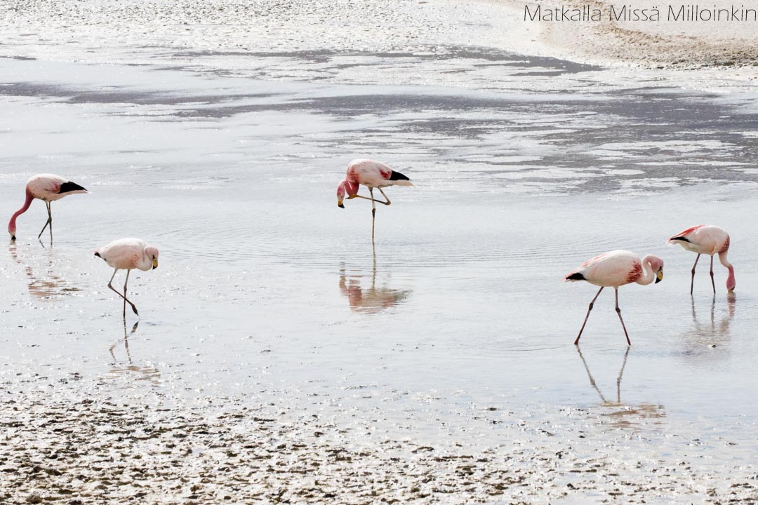 flamingoja Salar de Uyunissa Boliviassa