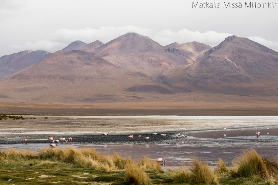 Laguna Hedionda Salar de Uyuni Bolivia