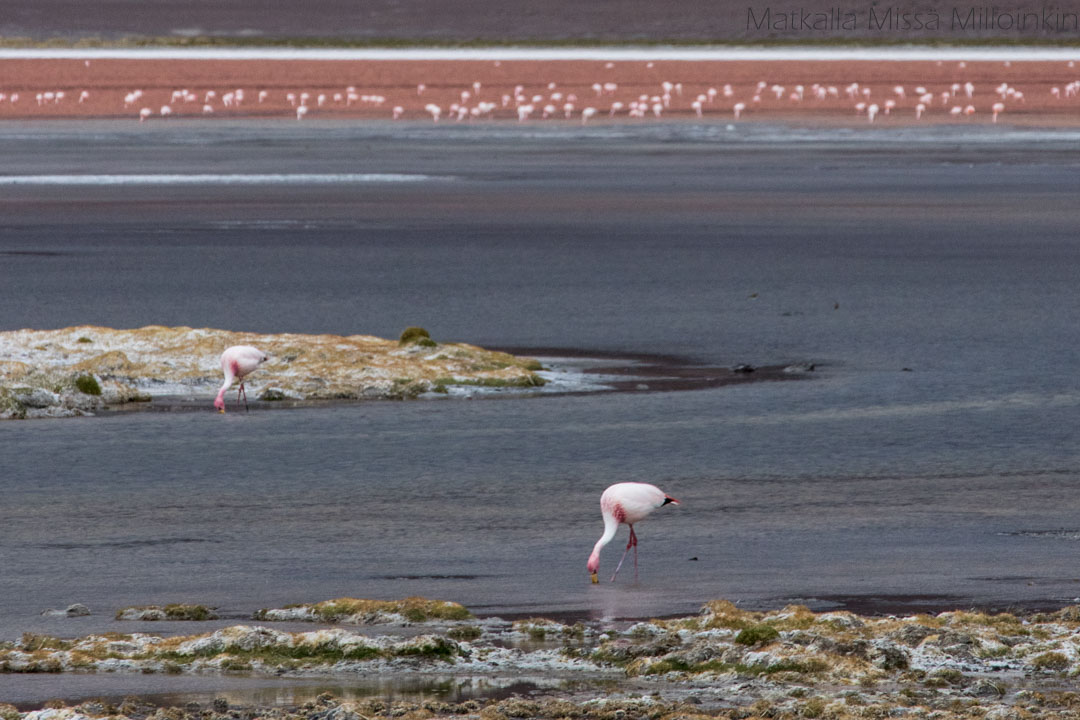 Salar de Uyuni punainen laguuni ja flamingoja