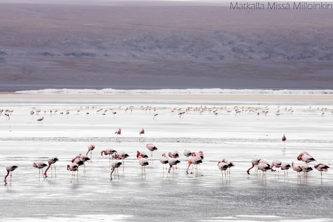 Salar de Uyuni punainen laguuni ja flamingoja