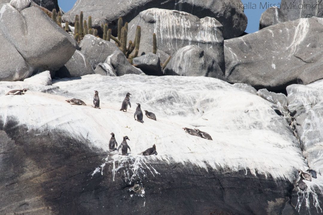 Cachagua-saaren pingviinit Chilessä