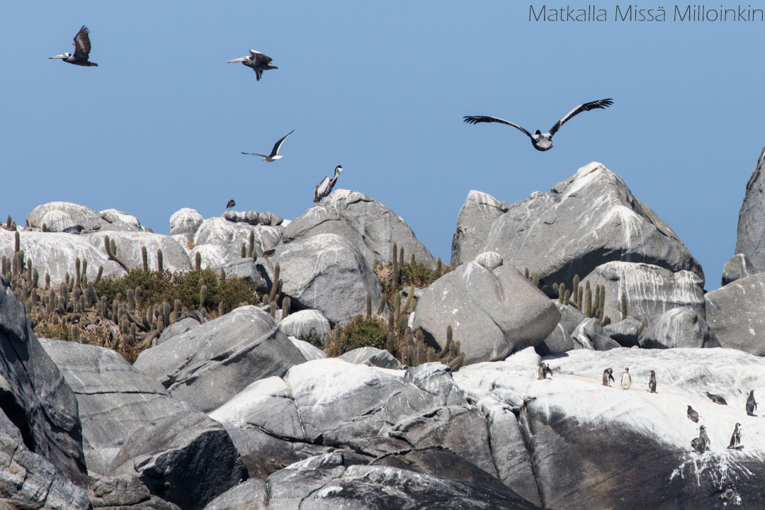 Cachagua-saaren pingviinit Chilessä