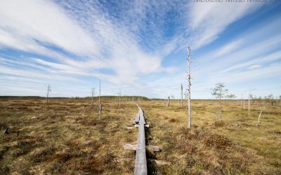 Patvinsuon kansallispuisto tarjoaa Suomen upeimmat suomaisemat