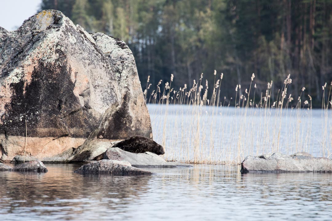 norppasafari-12 norppasafari Oravi, saimaannorppa kivellä Linnansaaren kansallispuistossa