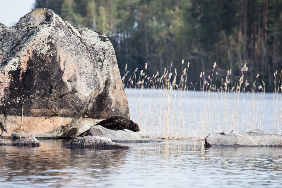 norppasafari Oravi, saimaannorppa kivellä Linnansaaren kansallispuistossa