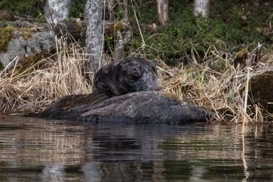 norppasafari Oravi, saimaannorppa kivellä Linnansaaren 