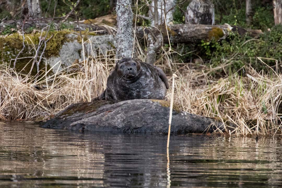 norppasafari Oravi, saimaannorppa kivellä Linnansaaren 