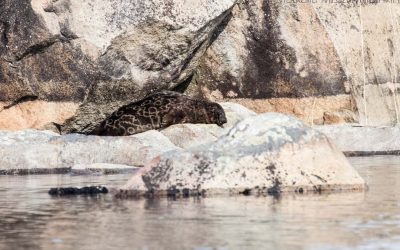 Saimaannorppasafari Linnansaaren kansallispuistossa 