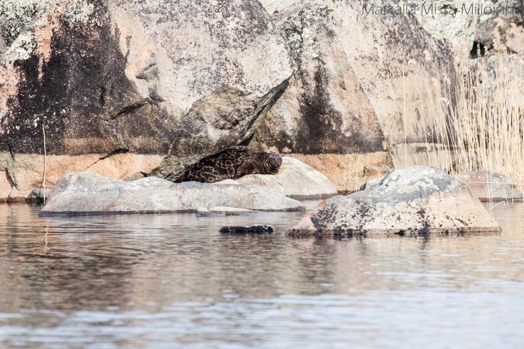 norppasafari Oravi, saimaannorppa kivellä Linnansaaren kansallispuistossa