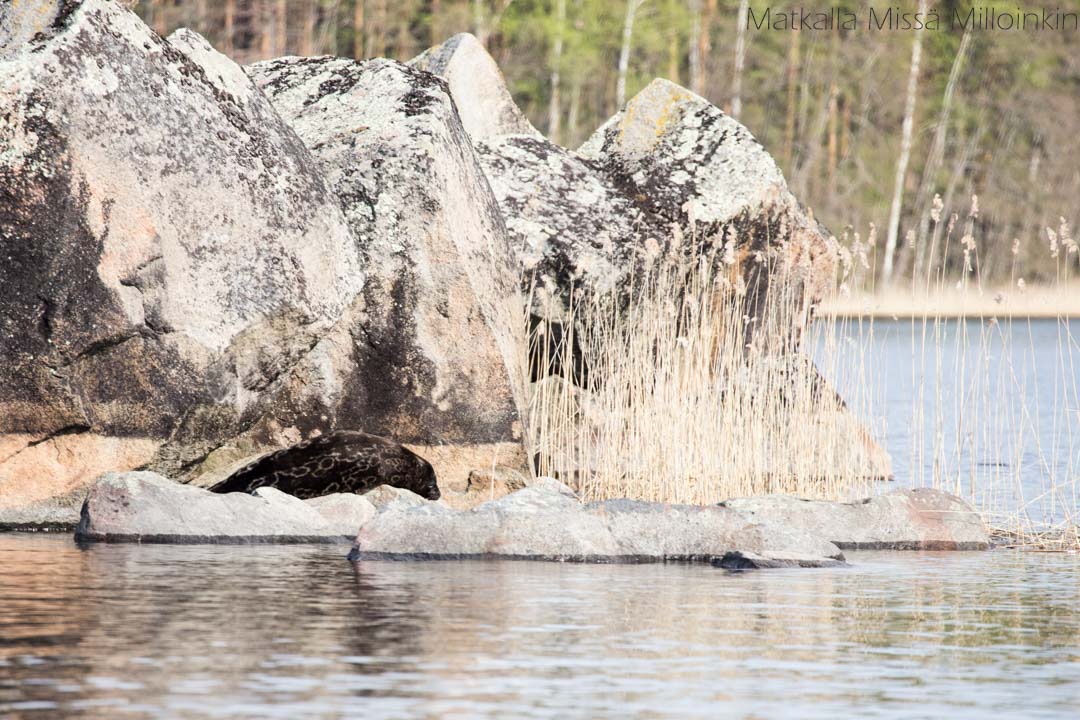 norppasafari Oravi, saimaannorppa kivellä Linnansaaren kansallispuistossa