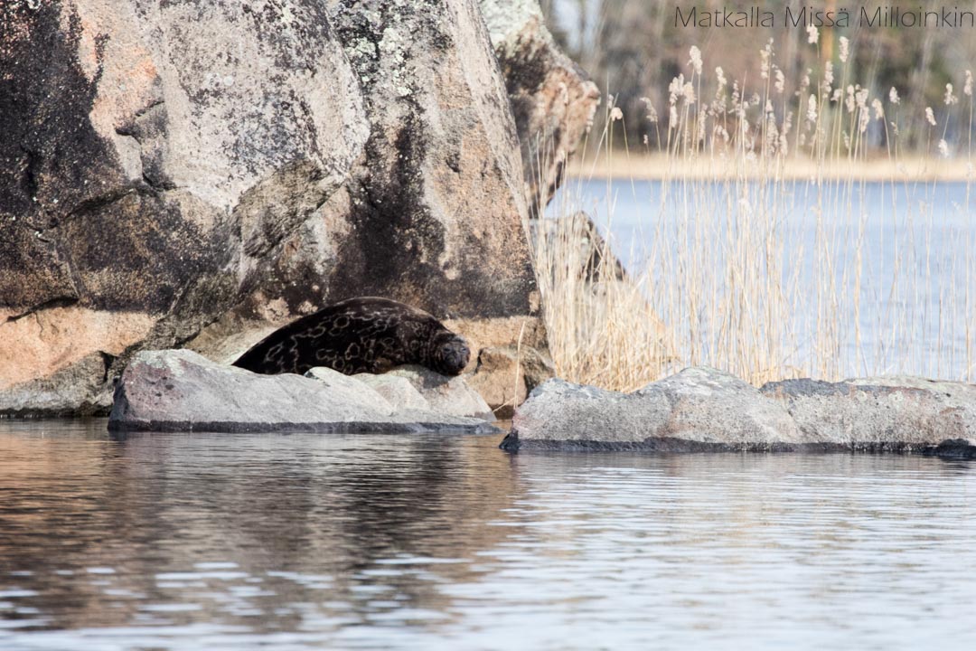 norppasafari Oravi, saimaannorppa kivellä Linnansaaren kansallispuistossa