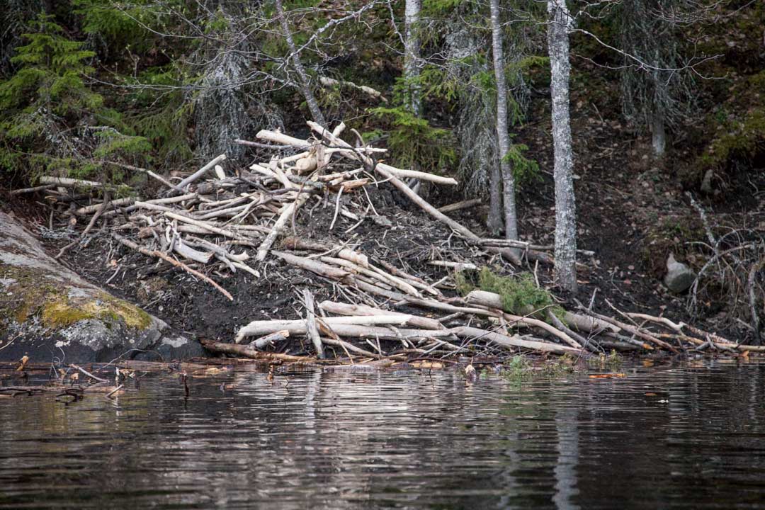 norppasafari Oravi-1 majavan pesä Linnansaaren kansallispuistossa