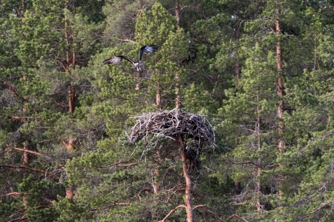 kalasääski ja sen pesä Linnansaaren kansallispuistossa norppasafari Oravi