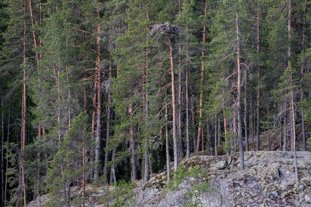 norppasafari Oravi-15 kalasääsken pesä Linnansaaren kansallispuisto norppasafari Oravi
