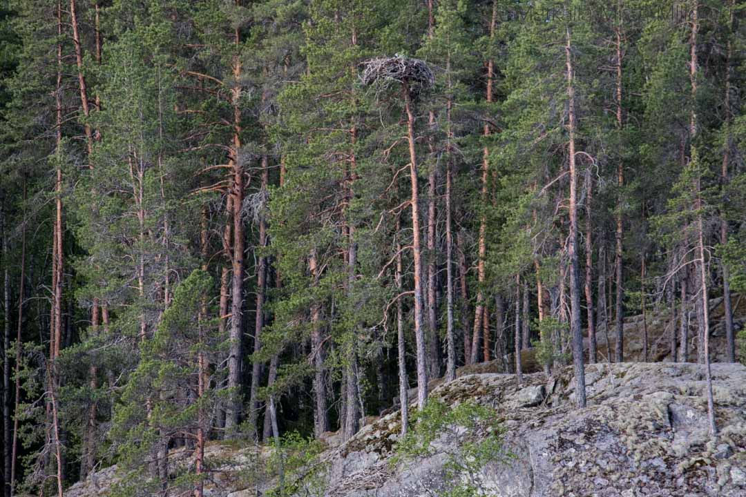 kalasääsken pesä Linnansaaren kansallispuisto norppasafari Oravi