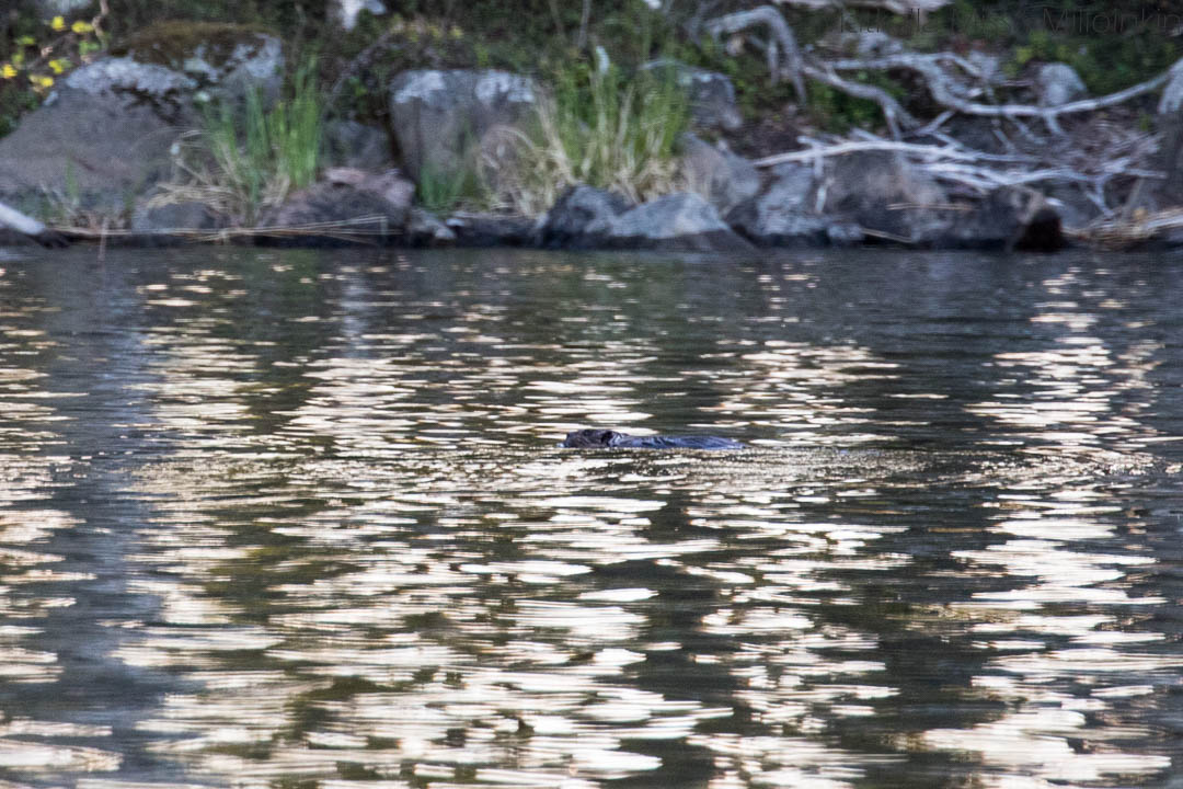 norppasafari Oravi-21 majava Linnansaaren kansallispuistossa