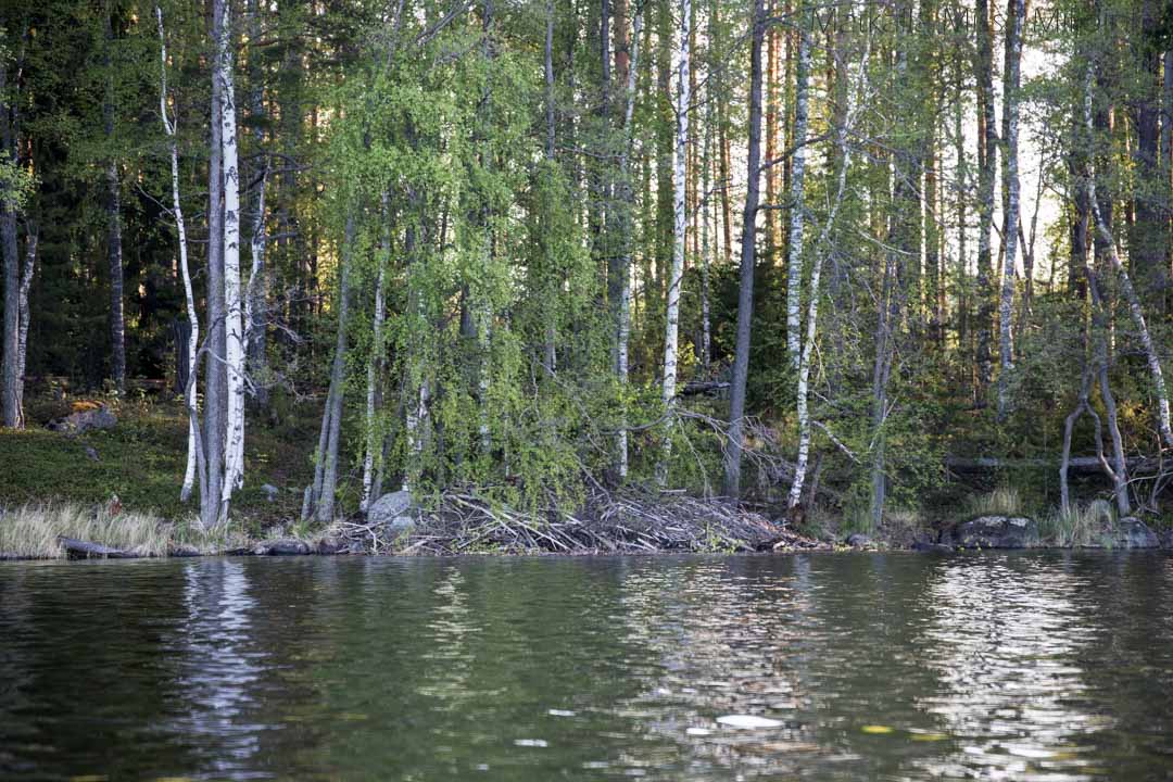 majavan pesä Linnansaaren kansallispuistossa