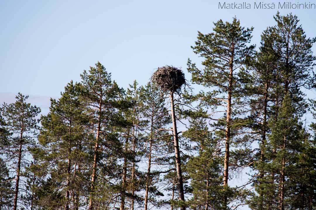 norppasafari Oravi-6 kalasääski ja sen pesä Linnansaaren kansallispuistossa norppasafari Oravi