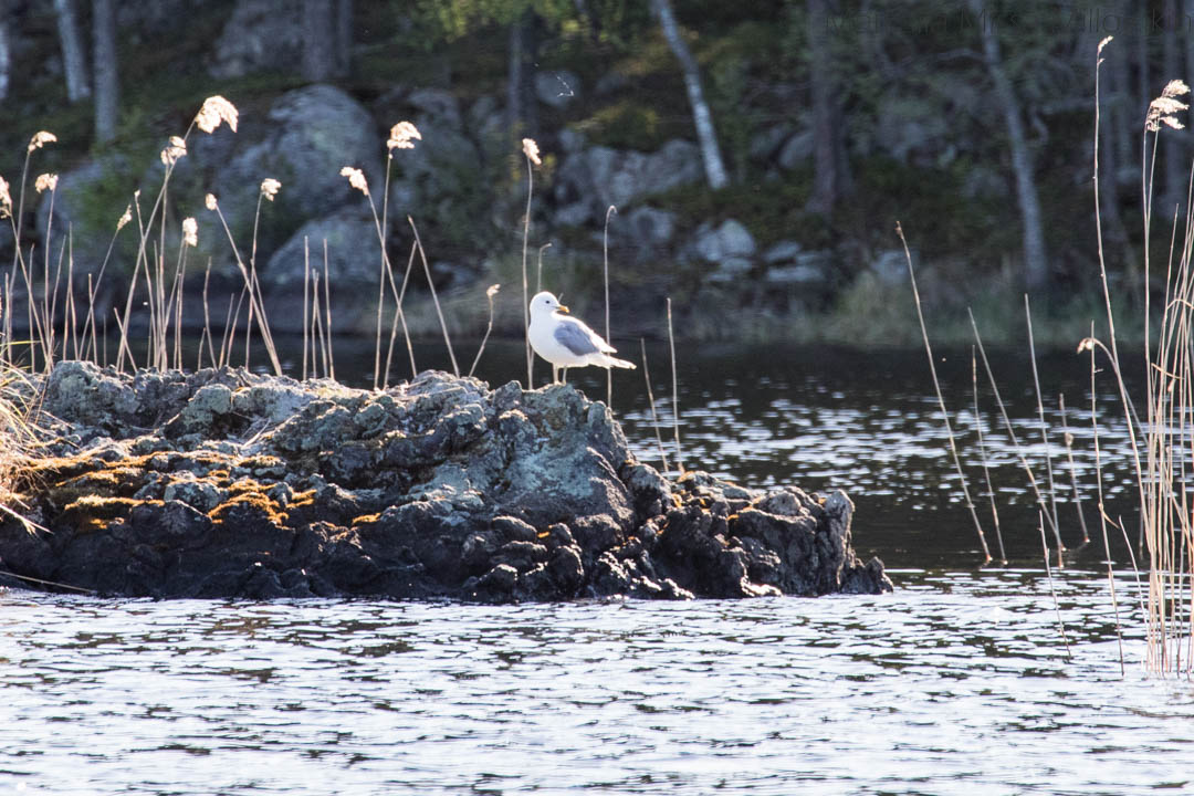 norppasafari Oravi-7 Lauhanvuoren kansallispuisto Pirunkierros