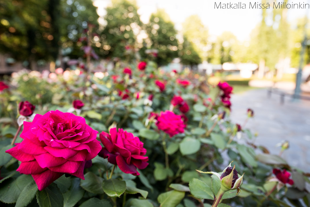 Sibeliuksenpuisto Kotka
