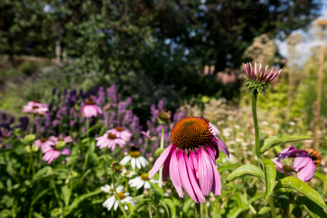 Yrttipuutarha Redutti Kotka